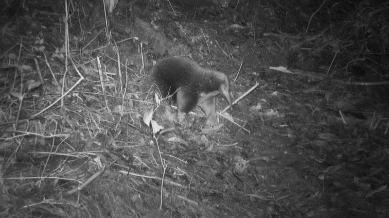 Sir David's Long-Beaked Echidna Spotted in Papua After 60 Years