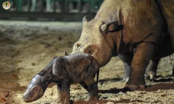 Seekor Bayi Badak Jantan Lahir di Taman Nasional Way Kambas