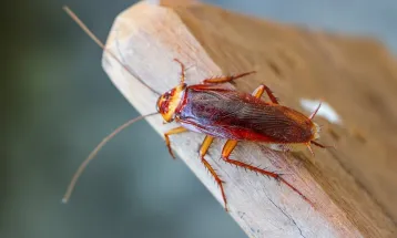 San Antonio Zoo Offers Fundraiser Program to Name a Cockroach After Ex's Name