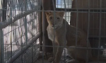 Rafah Zoo Workers To Evacuate Animals Amid Israeli Offensive Humanitarian Catastrophe in Gaza