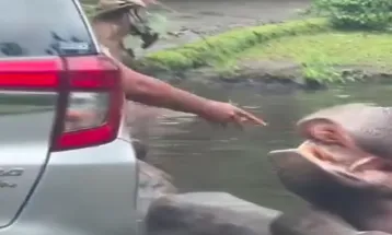 Viral Aksi Pengunjung Taman Safari Bogor Diduga Beri Makan Kuda Nil Sampah Plastik