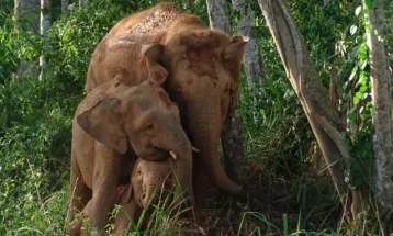 Gajah Kalimantan Dinyatakan Terancam Punah oleh IUCN, Ini Faktornya