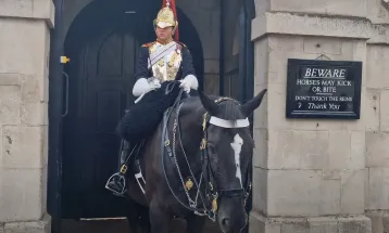 Heboh Kuda Pengawal Raja Charles III Gigit Lengan Turis hingga Pingsan