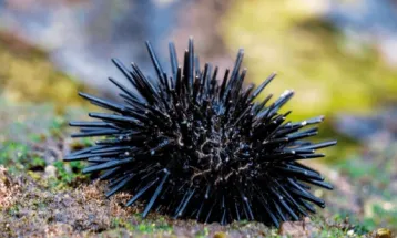 Bulu Babi Liar di Jepang di Beri Makan Limbah Kubis untuk Selamatkan Ekosistem Rumput Laut