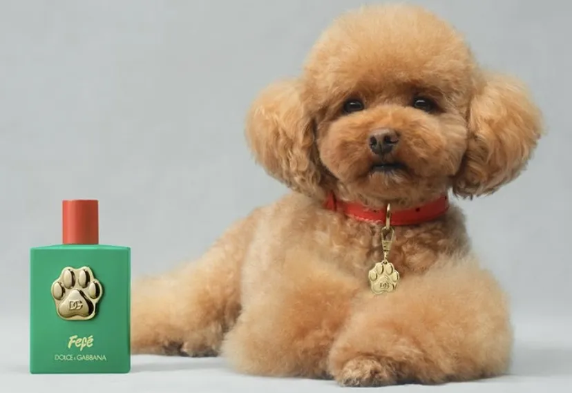 Dolce & Gabbana Rilis Parfum untuk Anjing, Berapa Harganya?