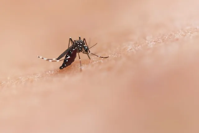 Apa Itu Virus West Nile yang Merebak di Eropa?