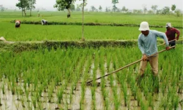 Menteri Pertanian: Merauke Akan Jadi Lumbung Pangan Dunia