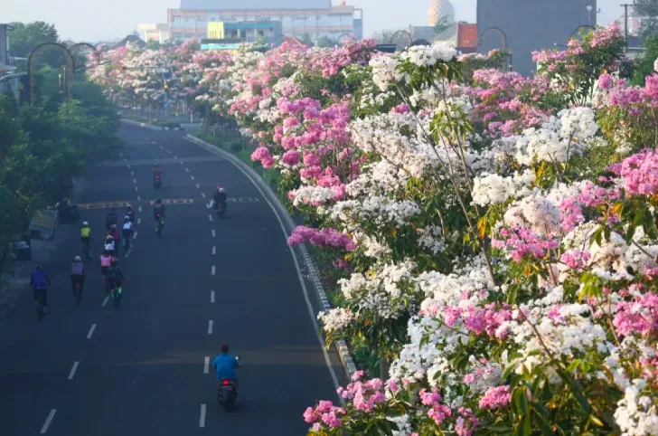 Keindahan Bunga Tabebuya Bermekaran di Surabaya, Layaknya di Jepang