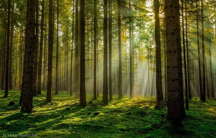 Menyeramkan, Ini Hutan yang Dikenal Paling Angker di Indonesia