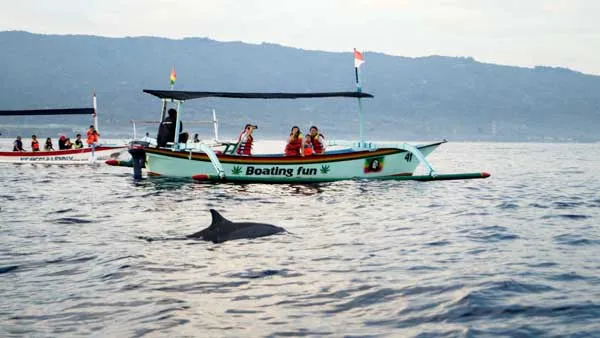 6 Spot Terbaik Lihat Lumba-lumba Berenang di Laut