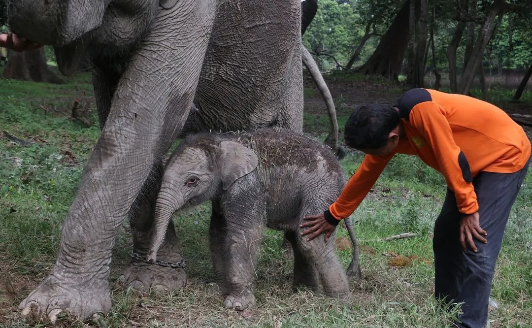 Gajah Ngatini Lahirkan Bayi Betina di TWA Buluh Cina