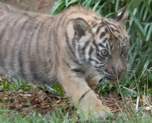 Potret Gemas Bayi Harimau Sumatera yang Lahir di San Diego Zoo Safari Park, Dinamai Barong