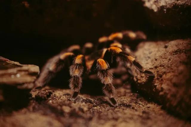 Pria Korea Selatan Ditangkap di Peru Usai Coba Selundupkan 320 Tarantula dan 110 Kelabang