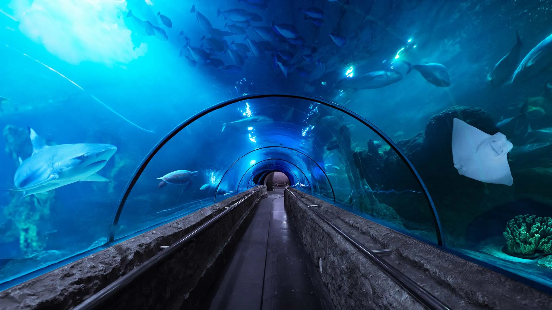 Lokasi Tempat Wisata Akuarium di Sekitar Jakarta yang Bisa Dikunjungi Saat Libur Tahun Baru