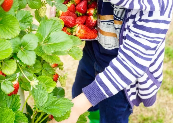 Rekomendasi Wisata Petik Buah di Bogor